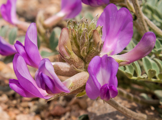 Purple Milkvetch 2.jpg